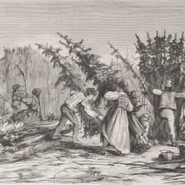 Illustration de la culture du chanvre