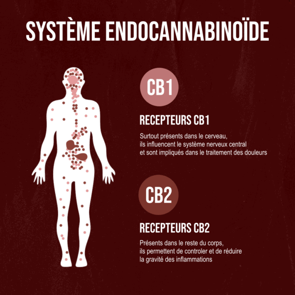 Systeme endocannabinoide - La French Chanvre & CBD
