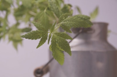 Pot de fleurs de CBD