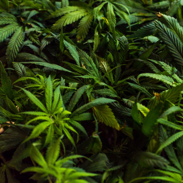 cbd-permaculture-la-french-chanvre-et-cbd