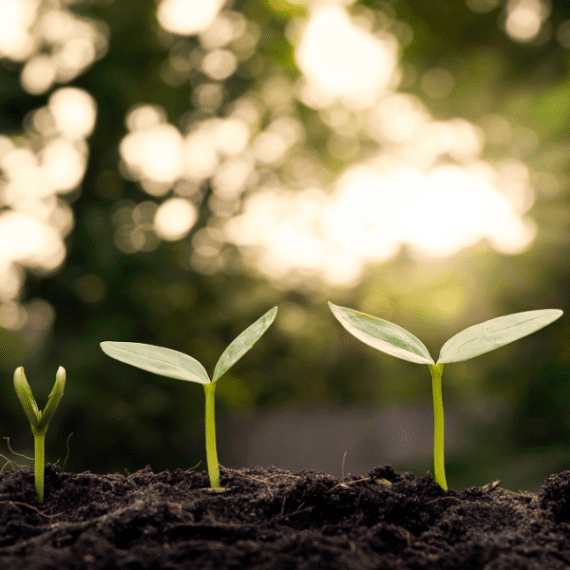 cbd-permaculture-la-french-chanvre-et-cbd