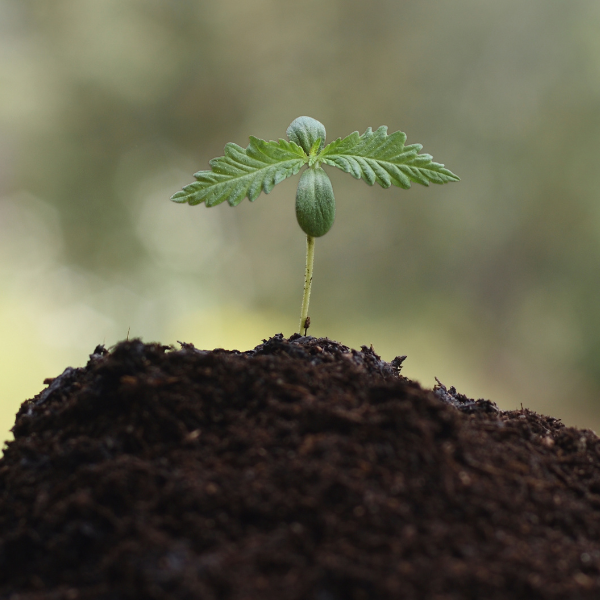 cbd et agriculture urbaine
