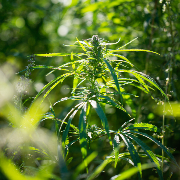 Qu'est-ce que le 420